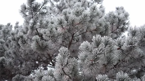 Close-up of pine tree branches covered with a layer of frost, showcasing the int Video stock 296543884