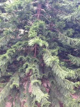 Close-up of pine tree branches with dense green needles Foto stock