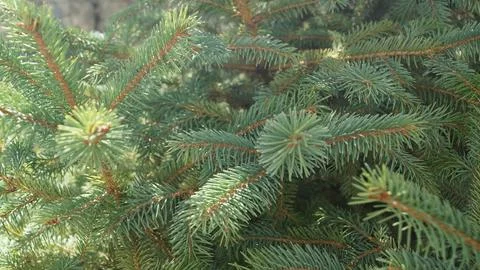 Close-Up of Pine Tree Branches Stock Photos