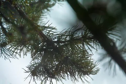 Close-up of pine tree branches Fotos de archivo