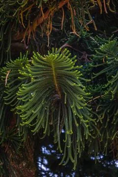 Close-up of Pine Tree Branches Foto stock