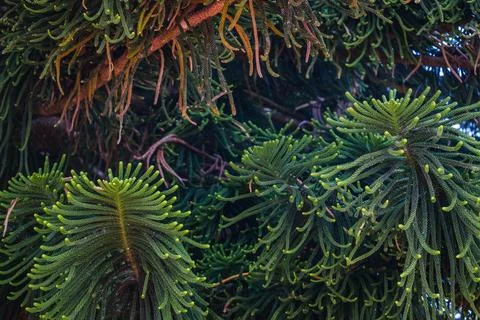 Close-up of Pine Tree Branches Stock-Fotos