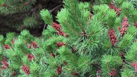 Close-up of pine tree branches with red male cones Stock Footage 338418977