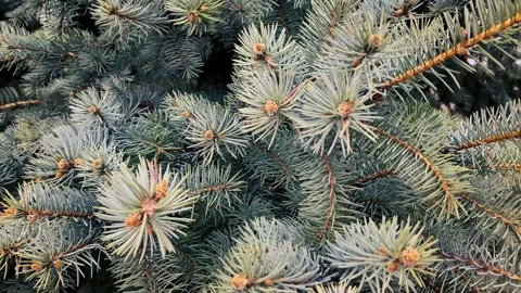 Close up of pine tree branches swaying in the wind. 4k video. Stock Footage 193709644