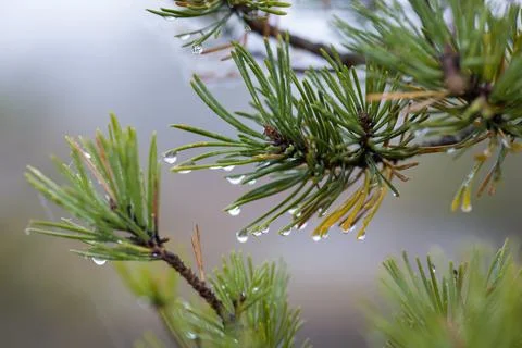 Close-up of pine tree branches with water droplets on the needles. Stock Photos
