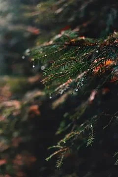 Close-up of pine tree branches with water droplets in forest Stock Photos
