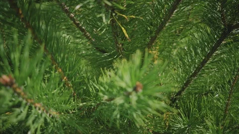 Close-up of a pine tree. Branches of a young green Christmas tree on 4k video. Video stock 116407493