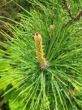 Close up of a Pine Tree Bud Stock Photos