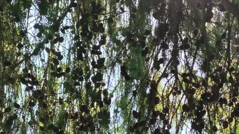 Close-up of pine tree canopy with numerous pinecones Stock Footage 339656458