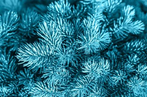 Close Up Of Pine Tree. Christmas tree branches. Christmas Fir tree brunch tex Foto stock