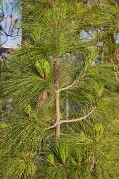 Close-up of pine tree with cones and needles in sunlight Stock Photos