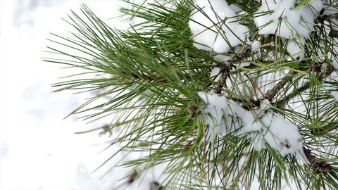 Close up Pine tree cones in winter weather Video stock 85897544