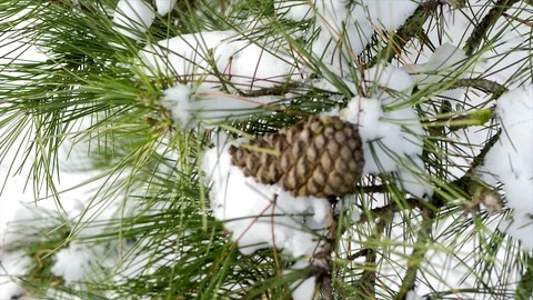 Close up Pine tree cones in winter weather Stock Footage 85898967