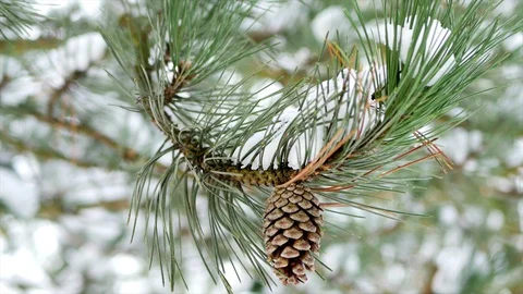 Close up Pine tree cones in winter weather Video stock 85903624