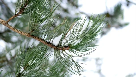 Close up Pine tree cones in winter weather Stock Footage 85939394
