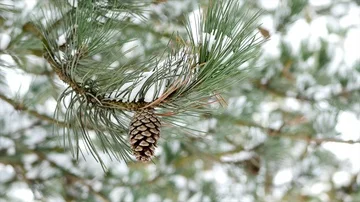 Close up Pine tree cones in winter weather Stock Footage 85940530