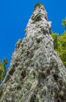 Close up of Pine tree covered with cobweb Stock Photos