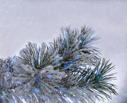 Close-up of pine tree covered with snow frost in winter Stock Photos