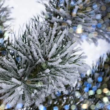Close-up of pine tree covered with snow frost in winter Stock Photos