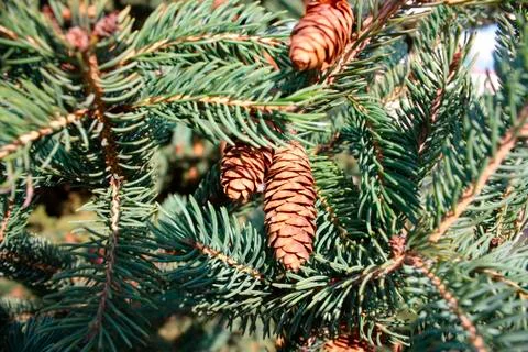 Close up of pine tree detail Stock Photos