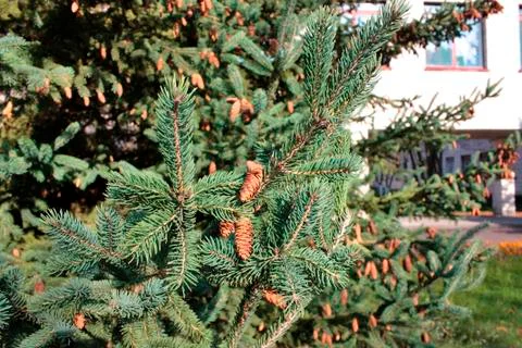 Close up of pine tree detail Фото
