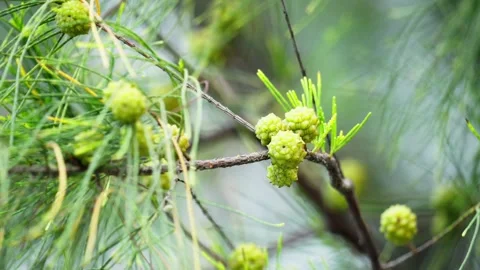Close-Up of Pine Tree Flowers Gently Blowing in the Wind Stock Footage 272910709
