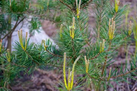 Close up of pine tree flowers 库存照片