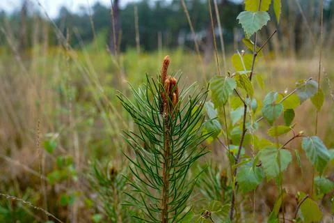 Close up of pine tree flowers Stock Photos