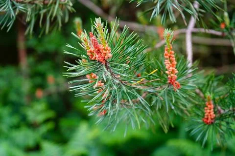 Close up of pine tree flowers 写真素材