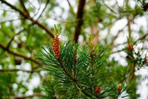 Close up of pine tree flowers Stock Photos