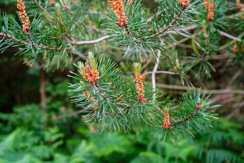 Close up of pine tree flowers Stock Photos