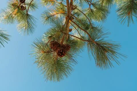 Close-up of pine tree foliage with a bright sky background. Stock Photos
