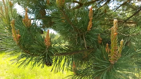 Close-up of a Pine Tree Stock Footage 79840592