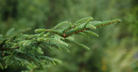 Close up of Pine Tree Stock Footage 169911660