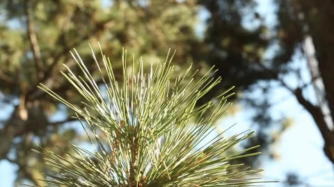 Close up of a pine tree 스톡 동영상 306040431