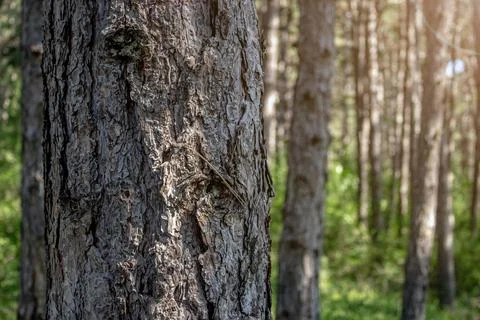 Close up of pine tree in the forest. Фото