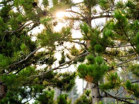 Close up of pine tree with golden sunlight shining through. Stock Photos