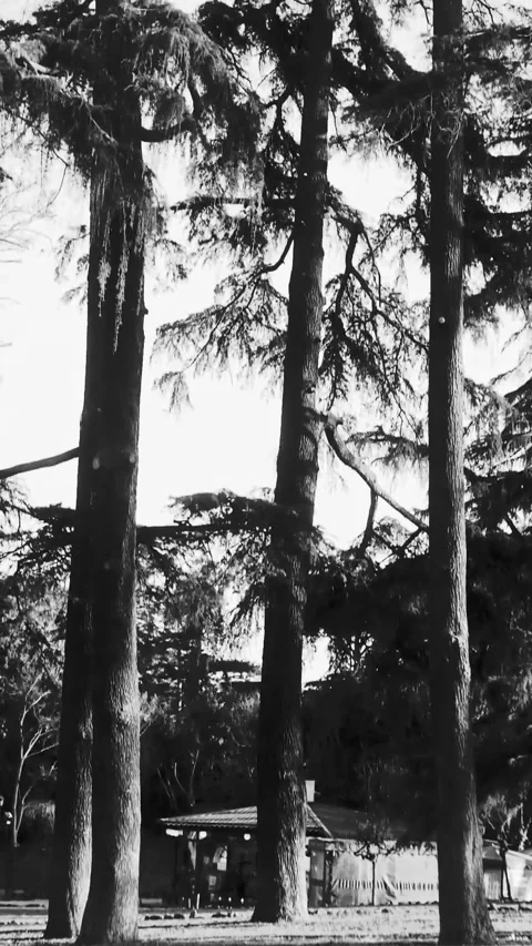 Close up of a pine tree in Italian park Stock Footage 307997726