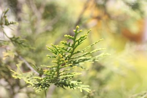 Close-up pine tree leaf Fotos Stock
