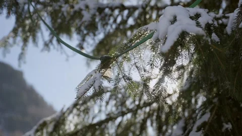 Close up on pine tree needles and branches with melting snow as sun shines Stock Footage 319066727