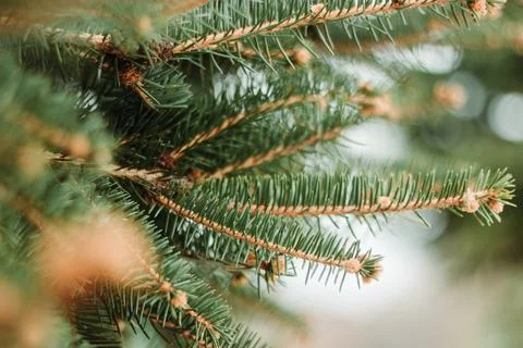 Close-up Pine tree needles,  branches of pine tree with blured bokeh background Stock Photos