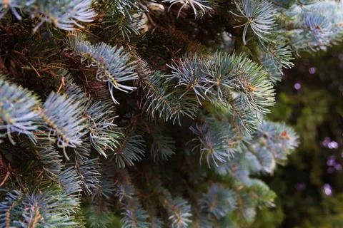 Close-Up of Pine Tree Needles Stock Photos