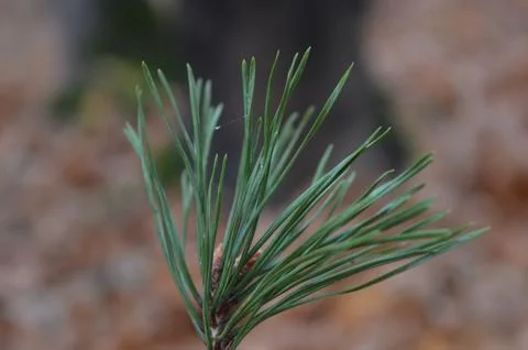 Close-up of pine tree needles showcasing vibrant green hues in a forested area Stock Photos