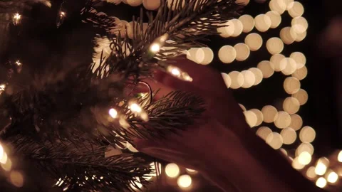 Close-Up of Pine Tree Needles with Warm White String Lights Video stock 339268282