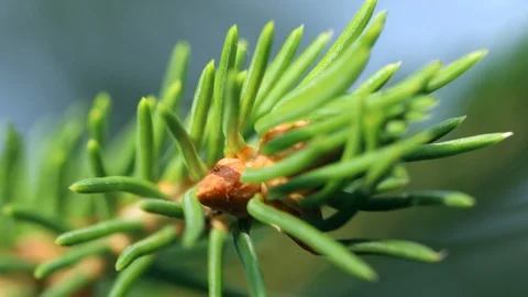 Close up of pine tree or fir tree Stock Footage 97864978