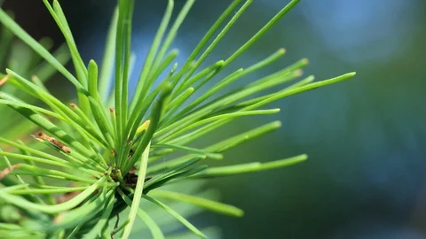 Close up of pine tree or fir tree Video stock 97865907