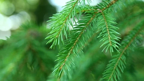 Close up of pine tree or fir tree Video stock 97866404