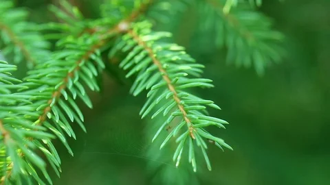 Close up of pine tree or fir tree Stock Footage 97866627