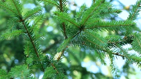 Close up of pine tree or fir tree Video stock 97868037