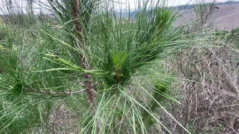 Close up of pine tree panning to long shot of pine forest 库存影片 198911063